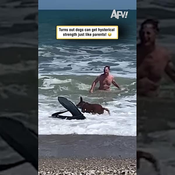 Never Underestimate a Dog’s Strength #dogsoftiktok #funny #shorts