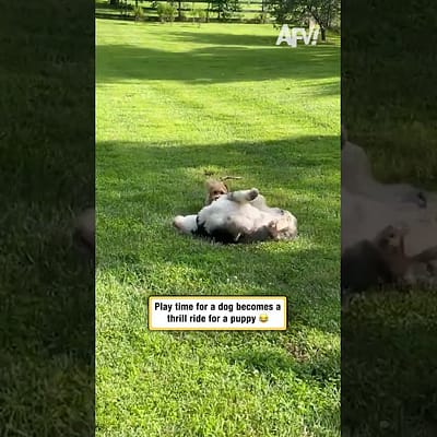 Play time for a dog becomes a thrill ride for a puppy 😂