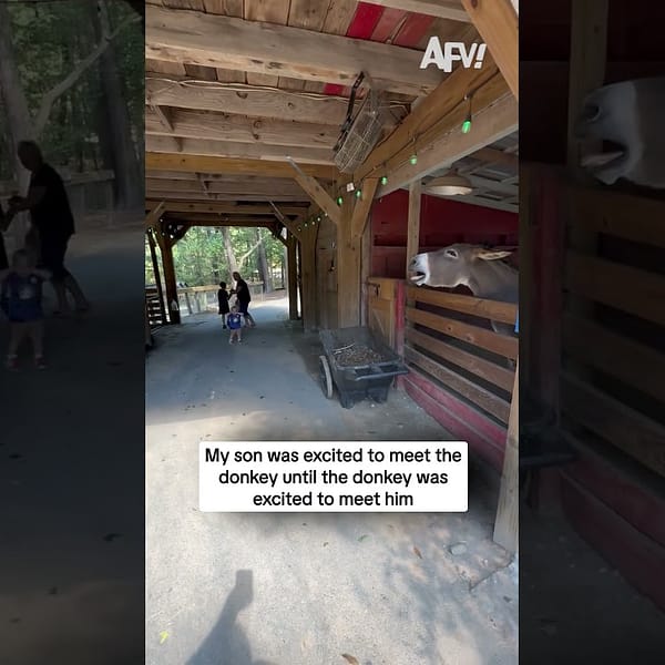 My son was excited to meet the donkey until the donkey was excited to meet him