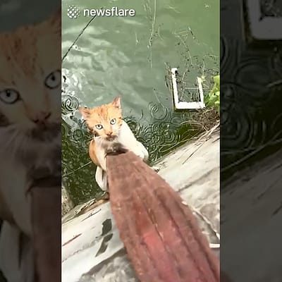 Rescuing A Helpless Kitty