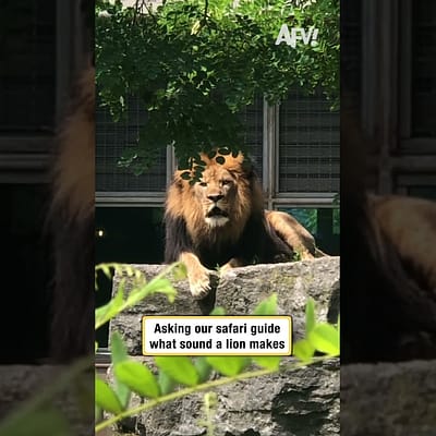 Asking our safari guide what sound a lion makes