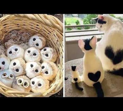 AWW Animals SOO Cute! Cute baby animals Videos Compilation cute moment of the animals #2 2026