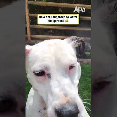 Trying to Garden While Your Dog Has Other Plans #dogs #funny #relatable