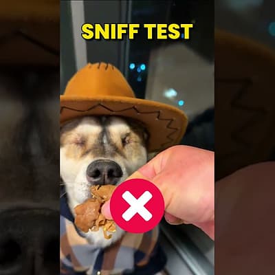 Blind Dog VS Sniff Test