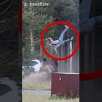 Bison Flips Man Into The Air