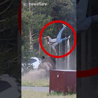 Bison Flips Man Into The Air