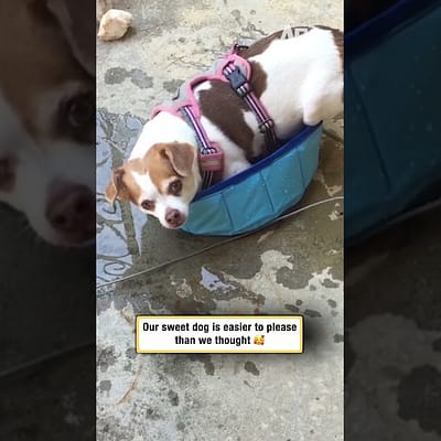 She doesn’t need fancy, just this #dogsofshorts #simplejoys #funny