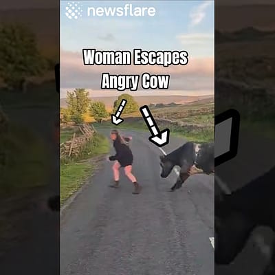 She Shouldn’t Have Approached The Cow