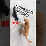 Squirrel Makes a Narrow Escape