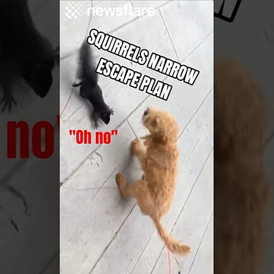 Squirrel Makes a Narrow Escape