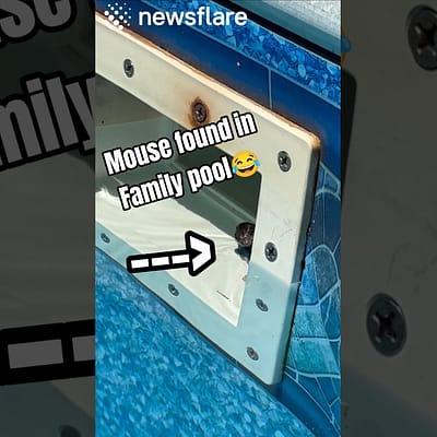 Child Rescues a Drowning Baby Mouse