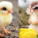 AWW Animals SOO Cute! Cute baby animals Videos Compilation cute moment of the animals #4 2026