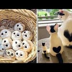 AWW Animals SOO Cute! Cute baby animals Videos Compilation cute moment of the animals #2 2026