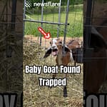Baby Goat Was Trapped, Alone & Scared
