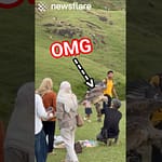 Cheeky Eagles Steals Picnic