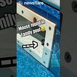 Child Rescues a Drowning Baby Mouse