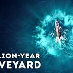 Deep-Sea Researchers Just Found a Massive Whale Graveyard That Shouldn’t Exist