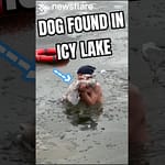 Heroic Man Dives Into Icy Water To Save Dog
