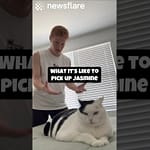 How To Pick Up Jasmine The Cat