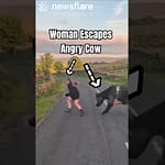 She Shouldn’t Have Approached The Cow