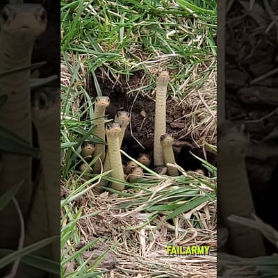 Do they know it’s #WorldSnakeDay afterall? #snakes #dating #relationships #failarmy