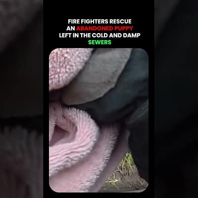 Fire Fighters Rescue Abandoned Puppy