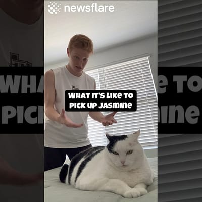 How To Pick Up Jasmine The Cat