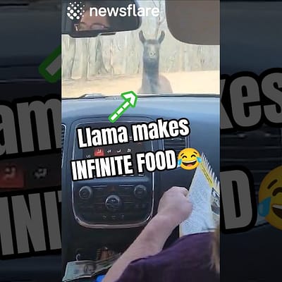 Llamas Trick For Infinite Food