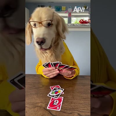 Pawcean’s Eleven: Assembling the Ultimate Animal Heist Team