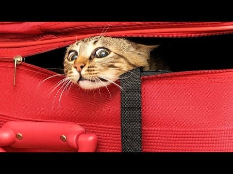 Most HILARIOUS ANIMALS – Forget problems and just LAUGH