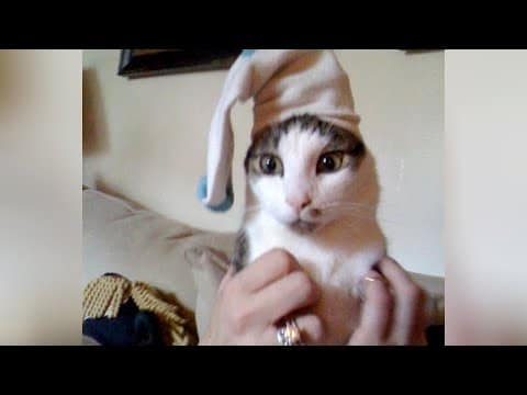 NOTHING ON EARTH is FUNNIER THAN CATS!