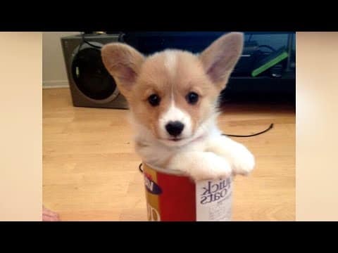 The most HILARIOUS and CRAZY DOGS EVER!