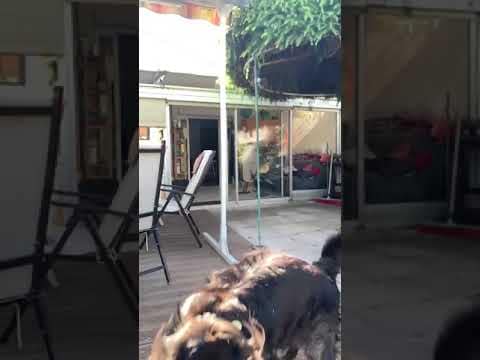 Dog Can’t Catch His Food #shorts