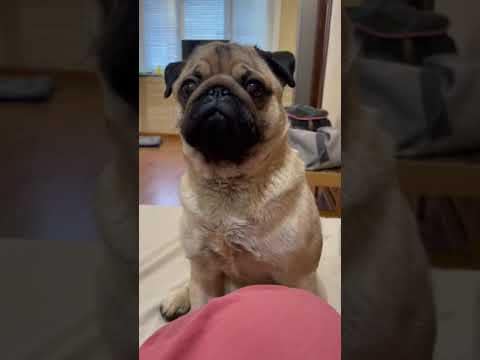 Pug Falls into DEEP Sleep #shorts