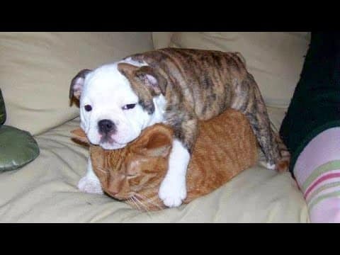 DOGS can be real pain in the neck for CATS – LAUGH with funny PET VIDEOS
