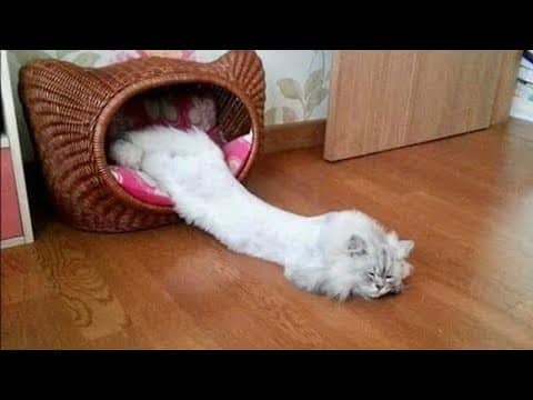 FUNNY ANIMALS will relieve all your stress!