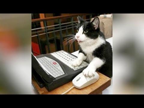 World’s funniest CATS, DOGS & BIRDS are here to make you LAUGH