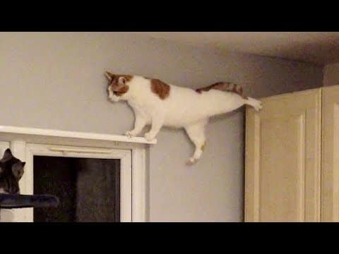FUNNY ANIMALS make TOUGH TIMES EASIER