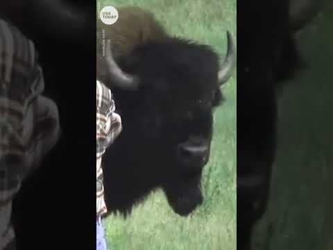 Photographer in South Dakota gets too close to large bison, regrets it | USA TODAY #Shorts
