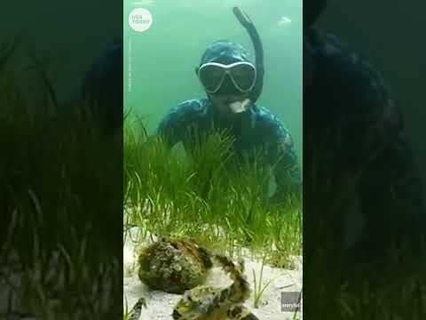 Rare venomous octopus takes selfie with diver in Australia | USA TODAY #Shorts