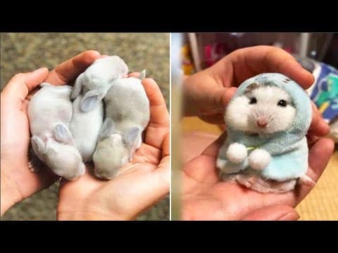 Cute baby animals Videos Compilation cute moment of the animals #11 Cutest Animals 2022