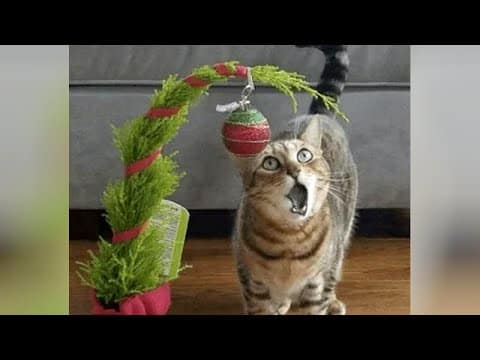 CATS really love to fight with CHRISTMAS TREES