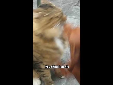 If only our pets could talk… #shorts