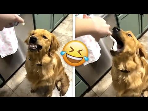 ?Animals Trying to Master Mealtime?