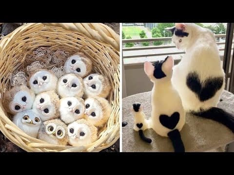 Cute Baby Animals Videos Compilation | Funny and Cute Moment of the Animals #17 – Cutest Animals