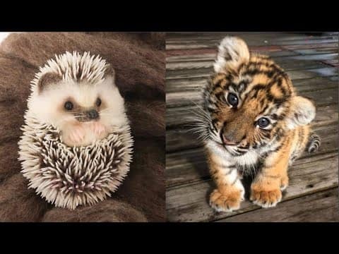 Cute Baby Animals Videos Compilation | Funny and Cute Moment of the Animals #21 – Cutest Animals