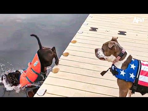 Don’t Forget to Water The Dog ?? Funny Dog Videos