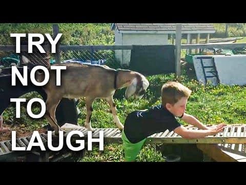 AFV Live | Best Fails Of The Week ๐ Try Not To Laugh