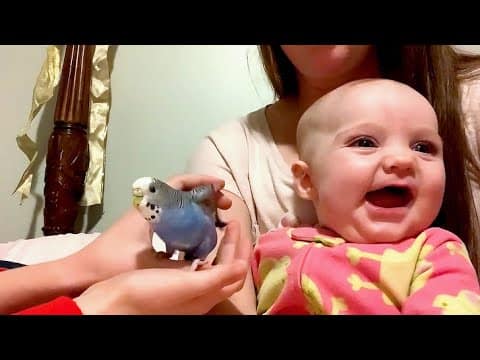 Animals That Make Us Laugh ๐ Funny Animal Videos