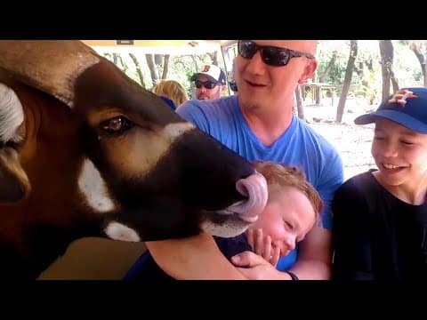Funniest Animal Moments πΉ AFV Funny Videos